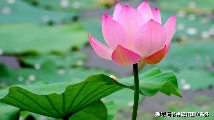 八字论一统全局_日元_乙丙木_服务