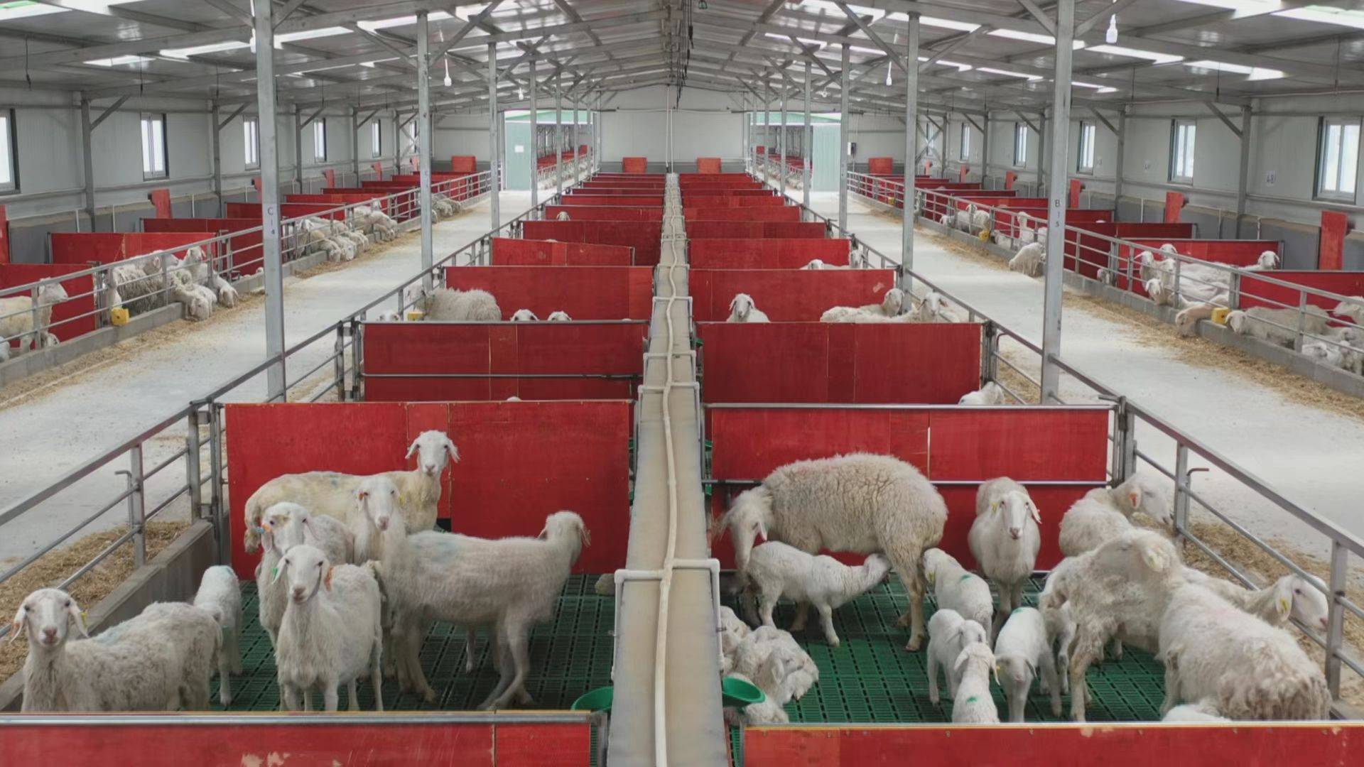 轮台县:多措并举确保牲畜安全越冬_养殖_育幼_母羊