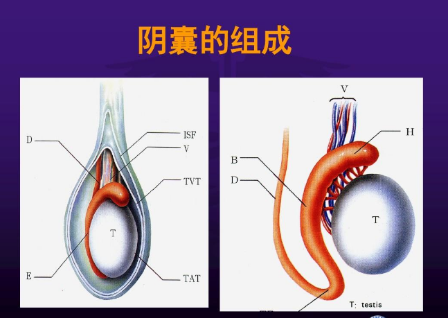 阴囊炎