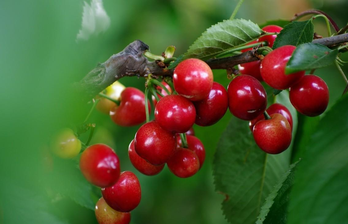 而且我们山东烟台的樱桃,皮爆肉嫩,酸甜适中,汁水也充足,现在买山东的