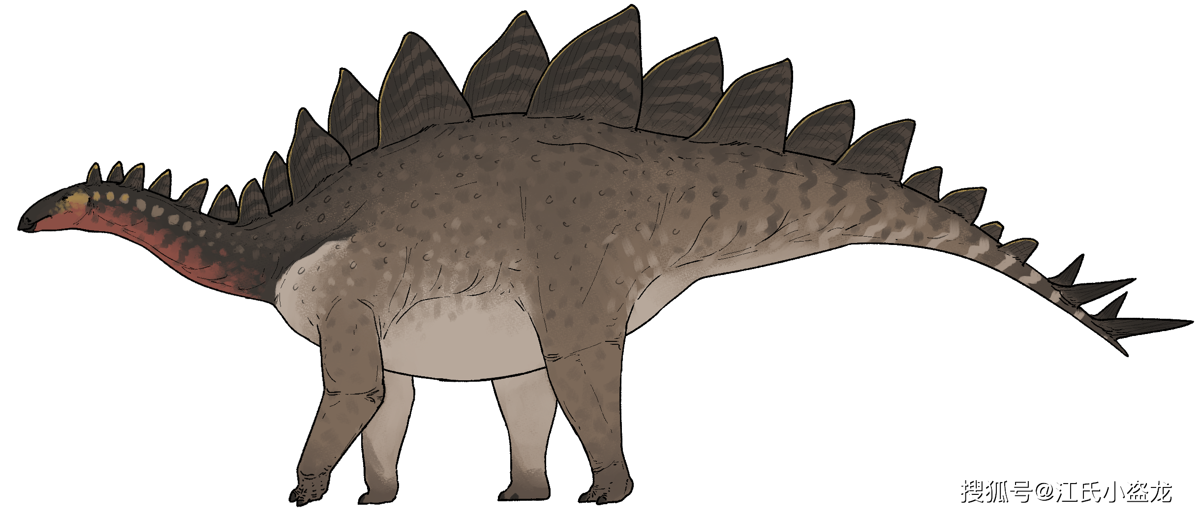 【恐龙王国】中国新恐龙见证剑龙最后辉煌_雁北_龙的_化石