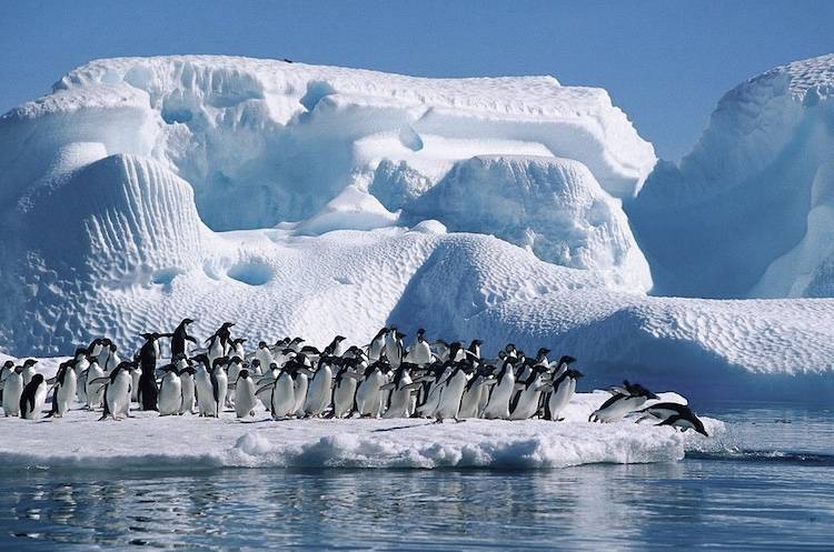 2024年1月南极游轮之行_企鹅_游客_浮冰