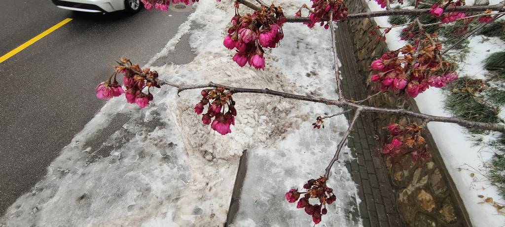 东湖梅园百花残, 惨不忍睹冻雨烦._薄翼_康强_夫人