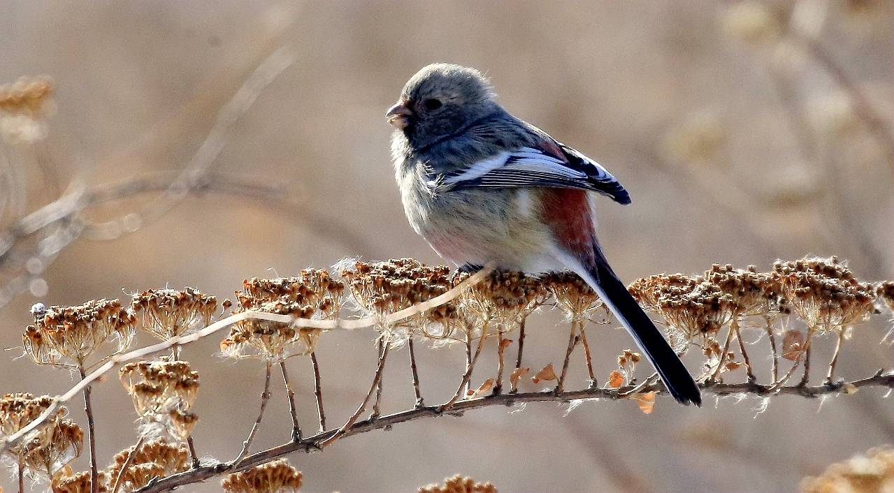 长尾雀※_sit-it_白色_山雀