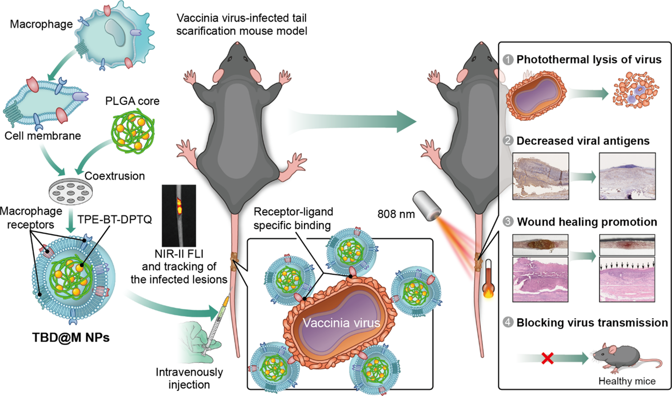 聚集诱导发射的巨噬细胞样纳米颗粒用于猴痘的靶向光