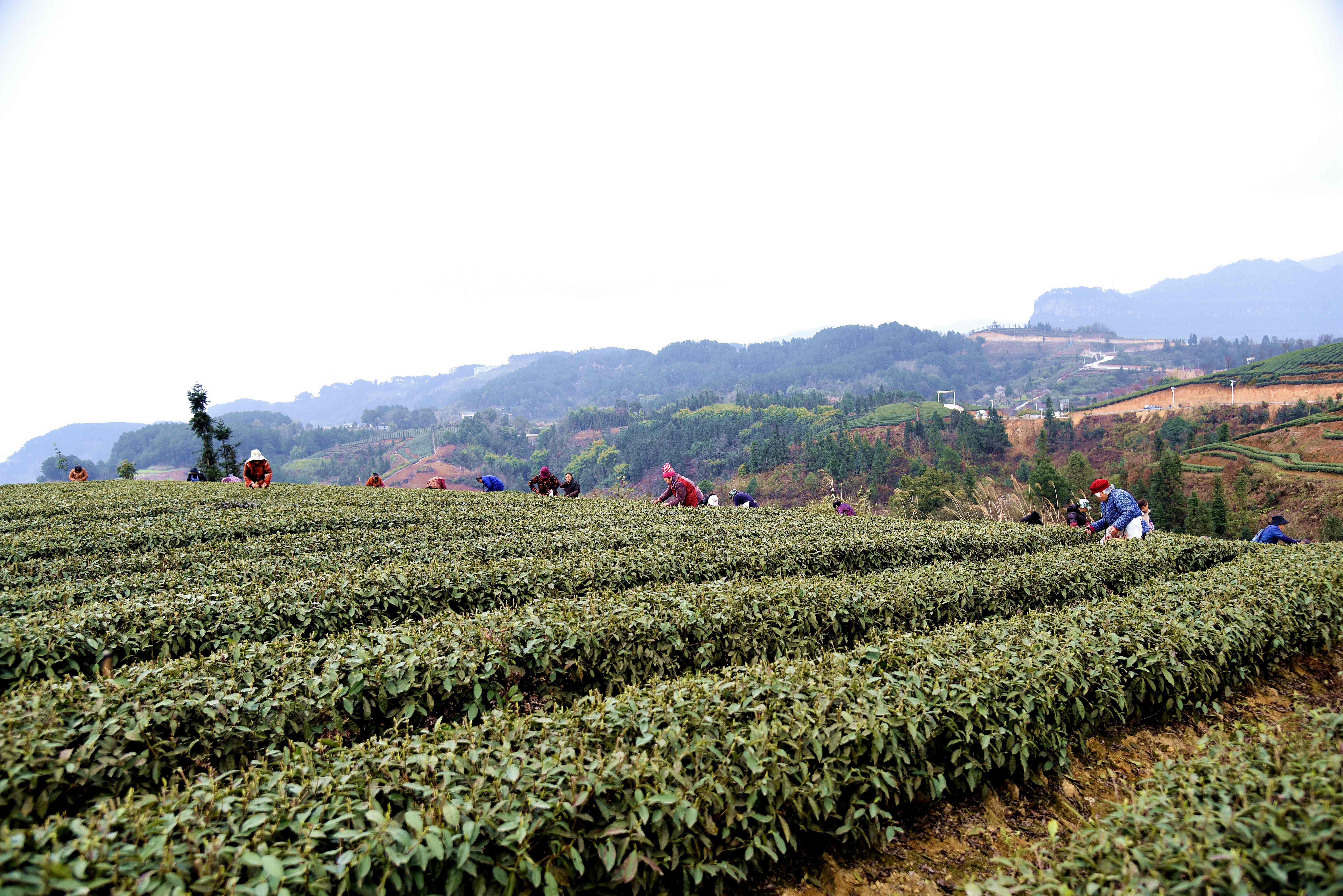 新农村迎来春茶开采季记者在现场看到,绿油油的茶田层层叠叠,茶园春意