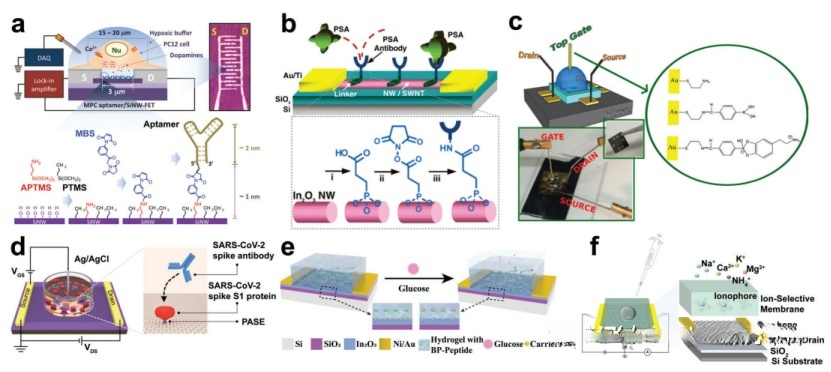 基于场效应晶体管的生物传感器及在生物医学中的应用_阵列_器件_的
