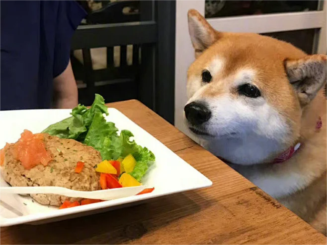 一,按犬种选狗碗1.