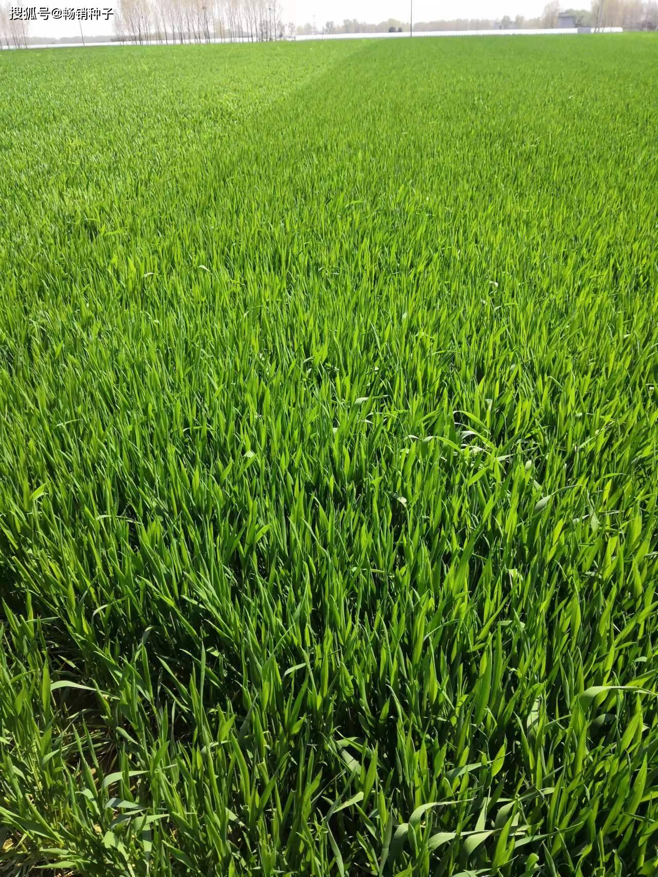 小麦这样管理可预防"倒春寒"_麦田_寒潮_拔节