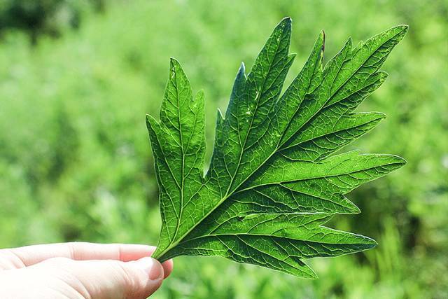 植物生病卡通图片