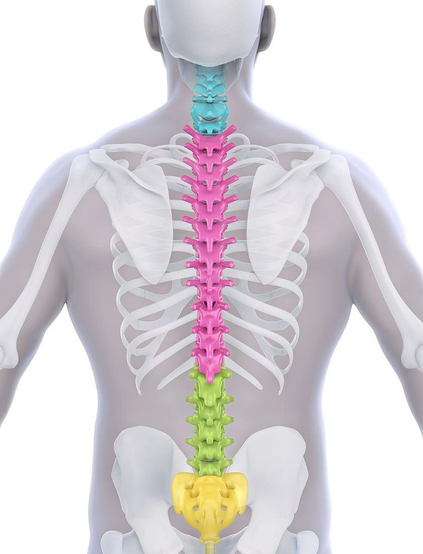 脊柱棘突位置及图片图片