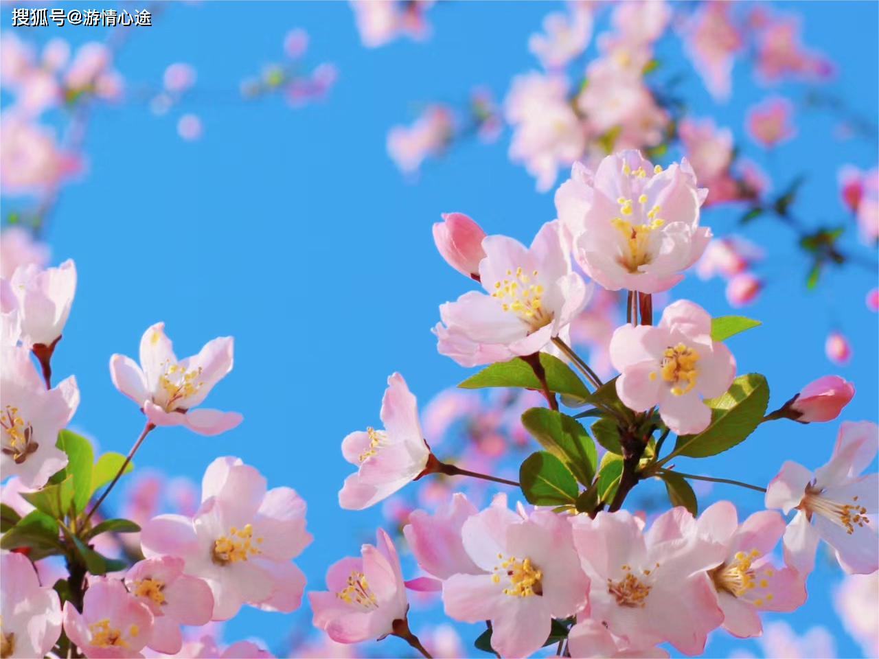万千樱花满枝头,遍地是温柔_大自然_人们_生命