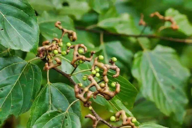 枳椇子作为一种药食同源植物,其丰富的生物活性物质对人体健康具有多