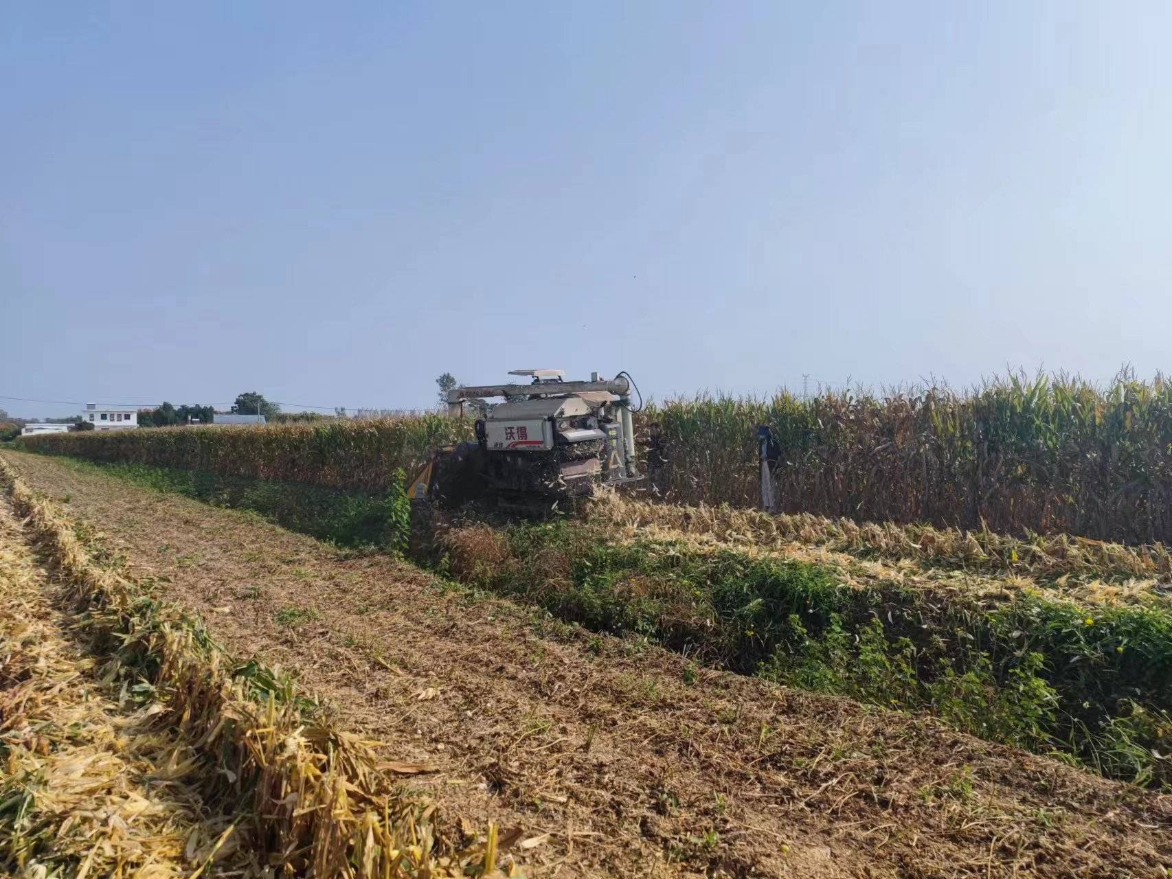 沃野风采丨江苏滨海新农人胥金龙: 兴村富民当主角 唱响乡村振兴戏