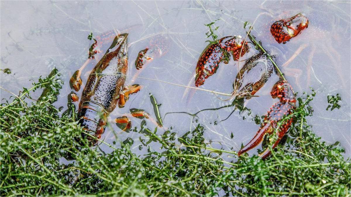 小龙虾塘如何合理肥水?你知道多少_水质_时节_养殖户