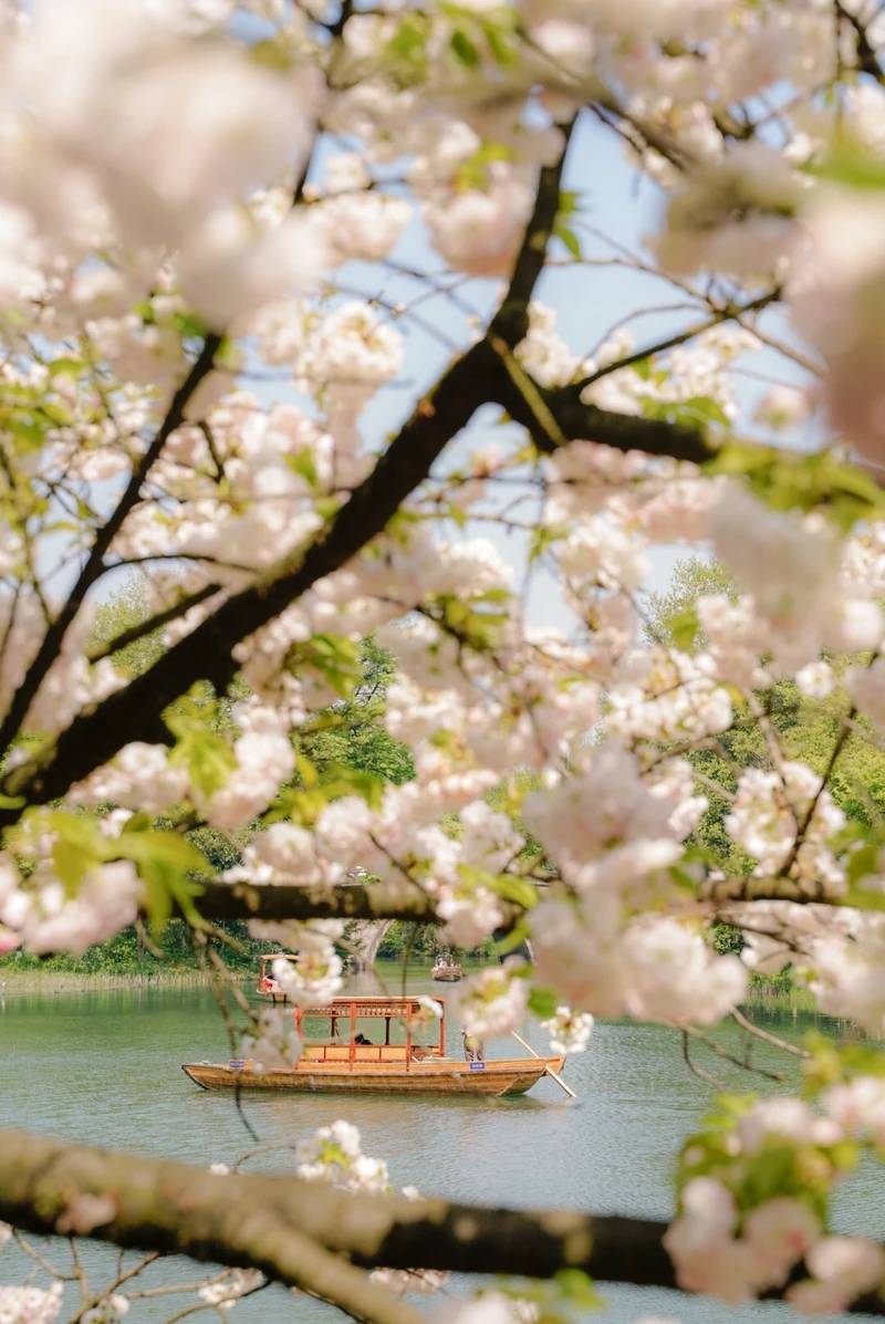 杭州春天有多浪漫_樱花_雪柳_肉眼