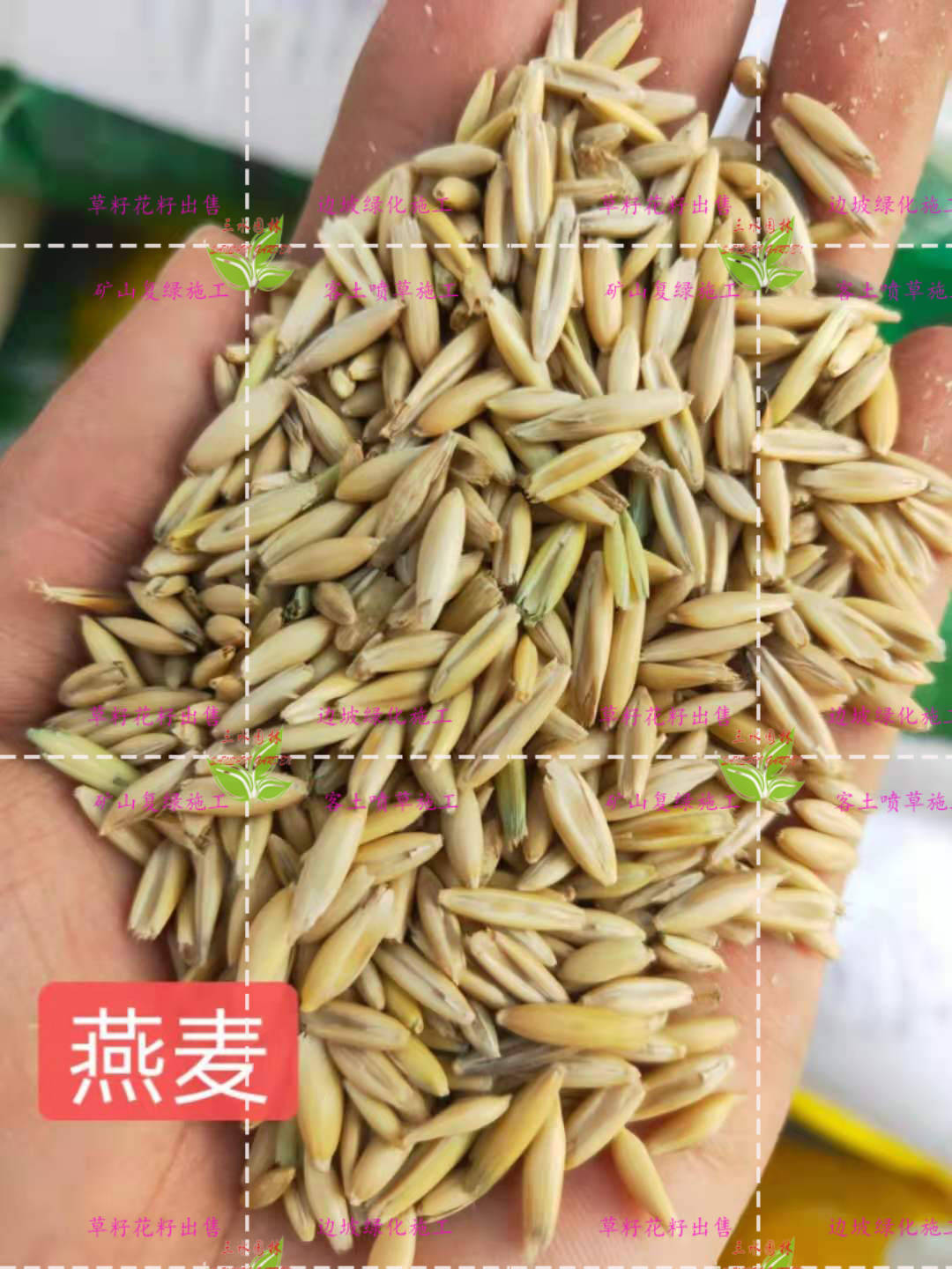 食叶草种子长什么样图片