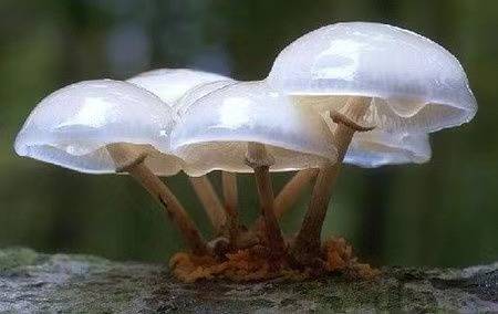 科学揭秘人身上真的能长出蘑菇吗