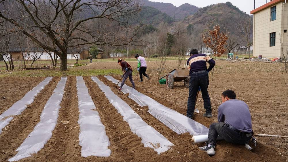 康县碾坝镇奏响春耕备耕生产的交响曲