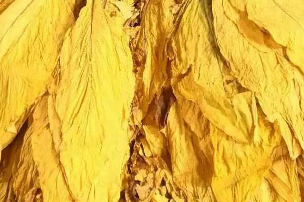 烟叶颜色怎么分级烟叶颜色分级方法介绍