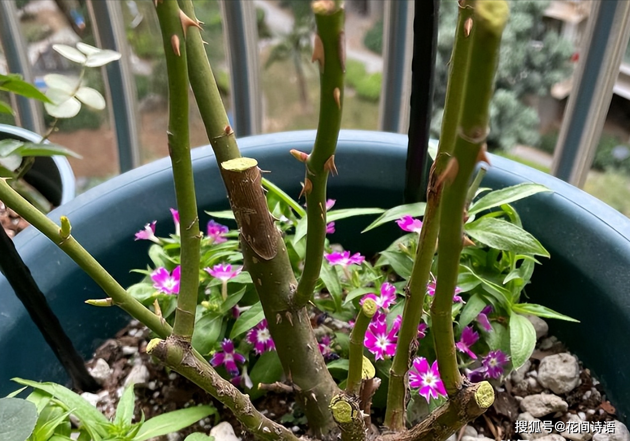 说明花儿开始苏醒了,抓紧修剪,施肥,快快爆盆_月季_芍药_牡丹