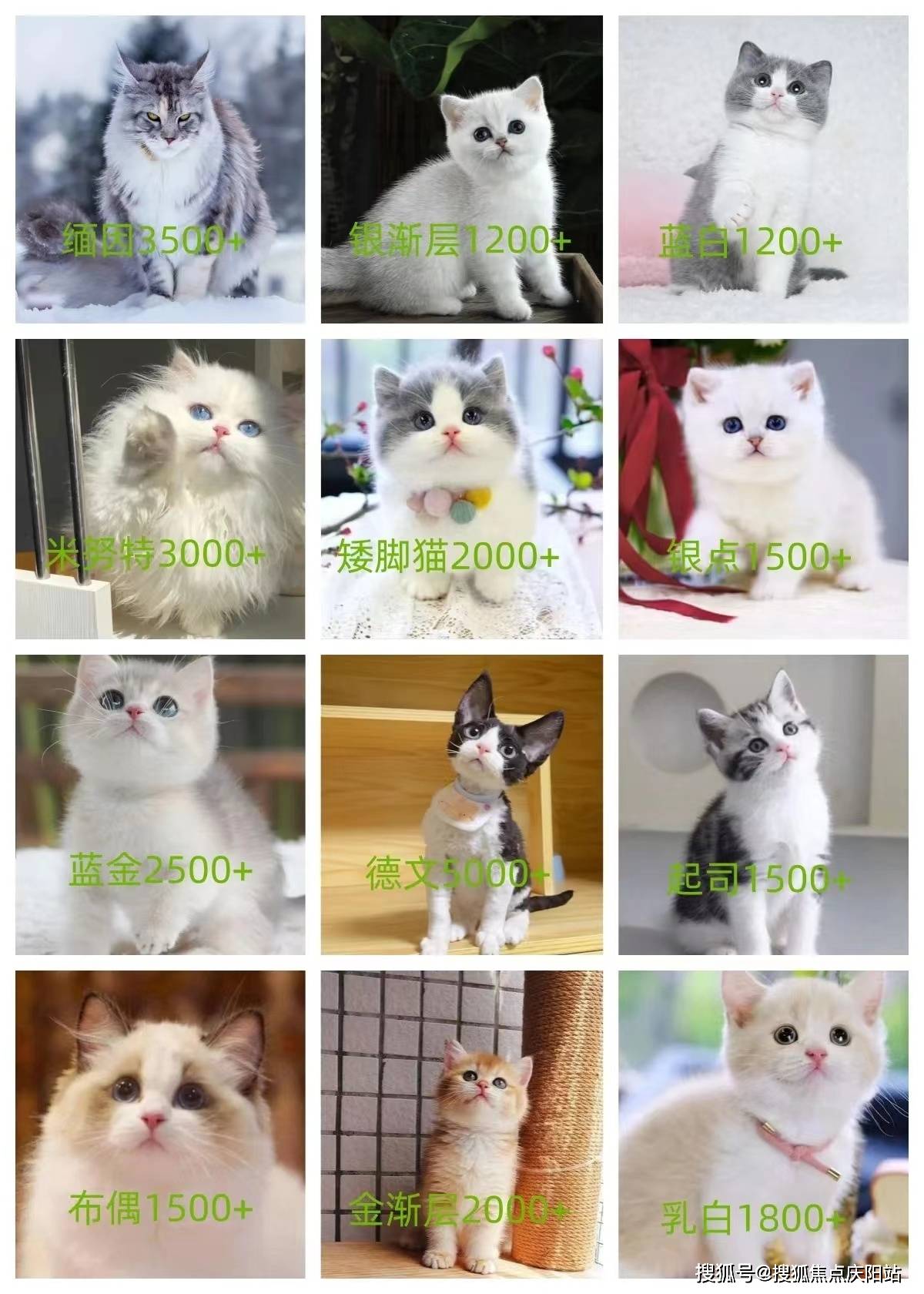 英短蓝猫,英短蓝白,英短银渐层,英短金渐层,英短蓝金渐层,英短乳白,矮