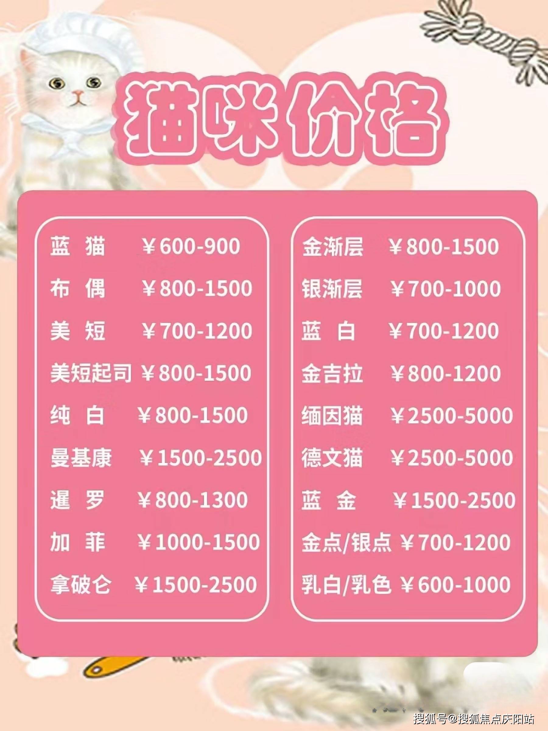 深圳阿拉斯加狗狗什么价格深圳买阿拉斯加这里安全可靠可实体店挑选