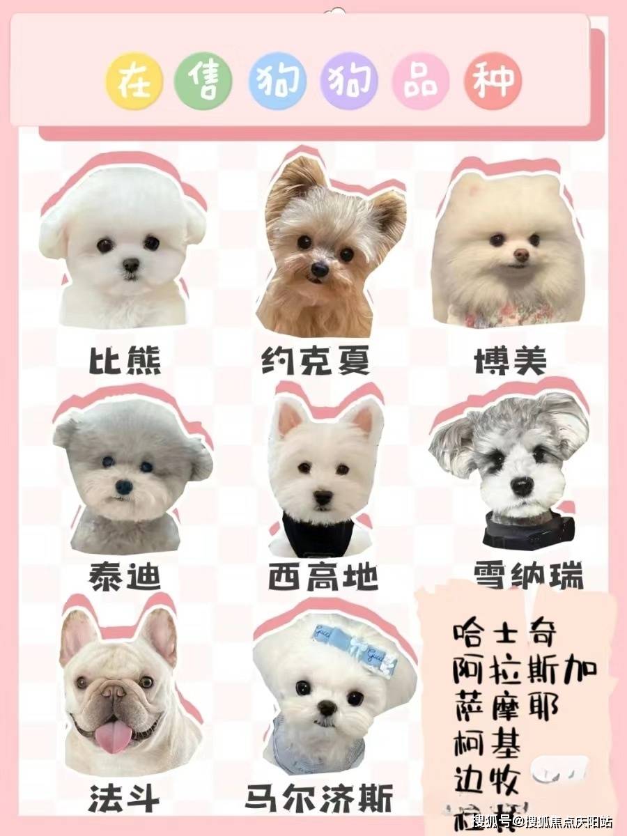 柯基,柴犬,巴哥,法斗,金毛,拉布拉多,阿拉斯加,萨摩耶,哈士奇,雪纳瑞
