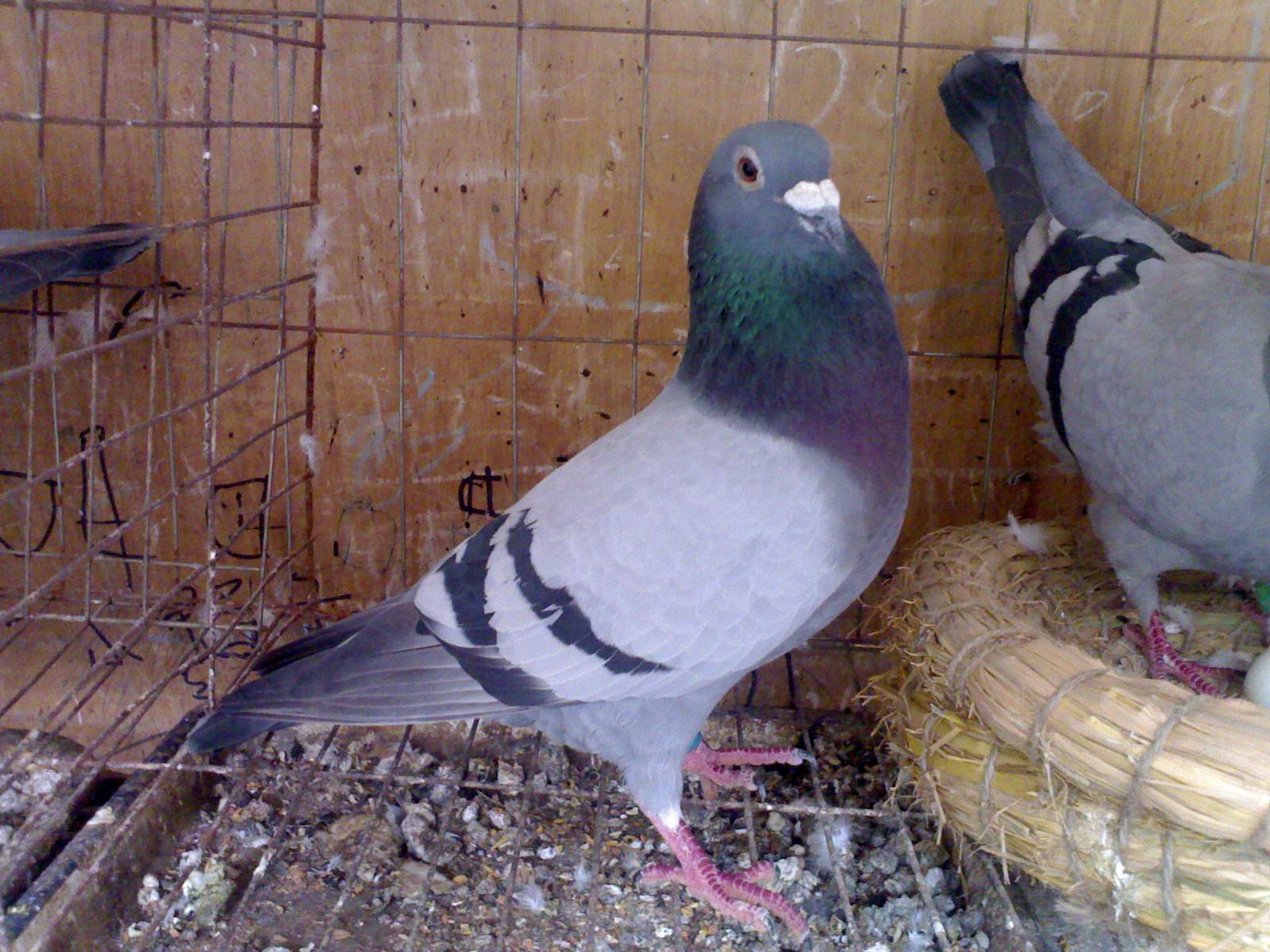 让鸽子快速换羽的诀窍方法