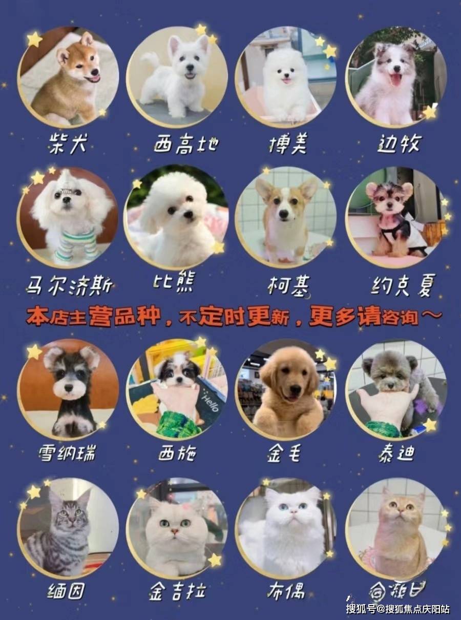 我们提供的商品种类同样丰富多样,包括英国短毛蓝猫,蓝白色调的波斯猫