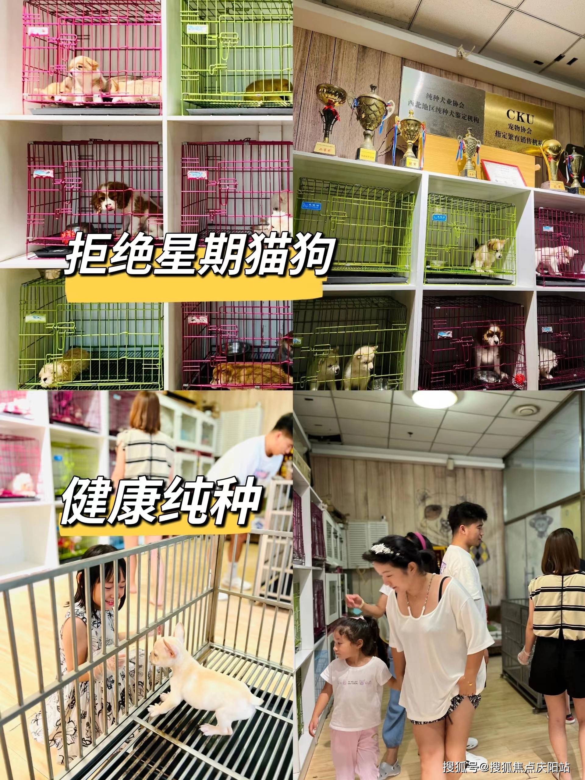 西安口碑好的宠物店在哪里这里包你安心舒心还能当面挑选自己心仪的