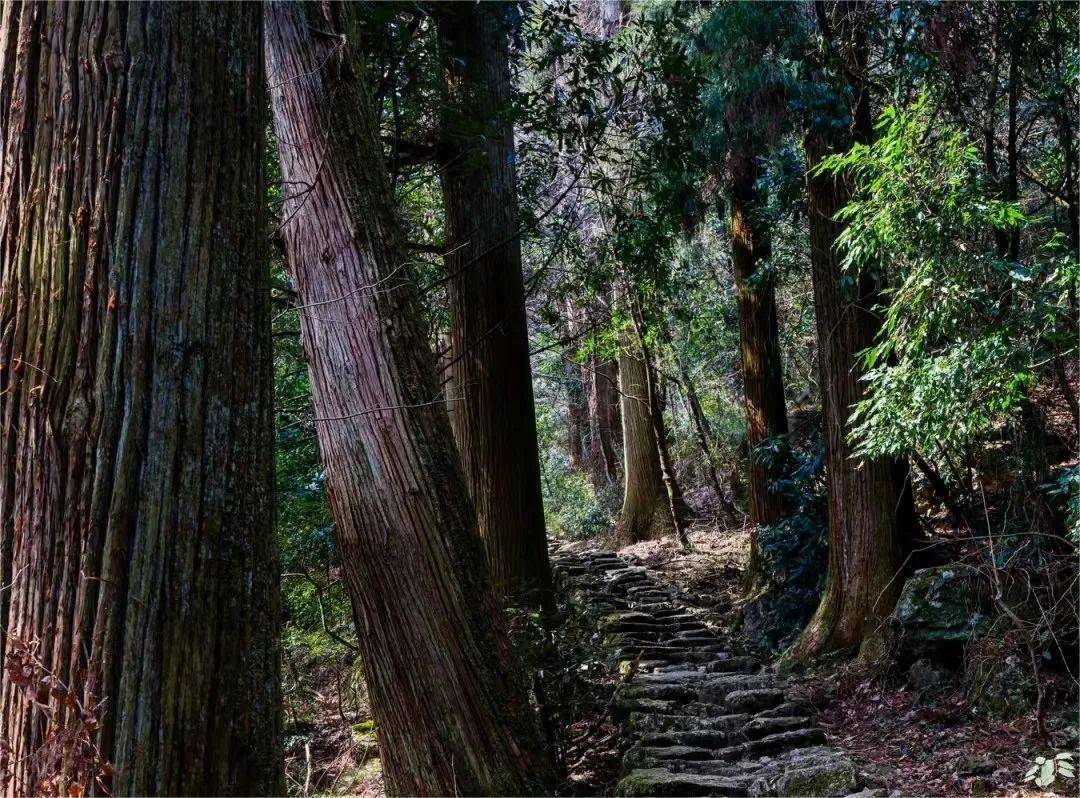 西天目山海拔图片