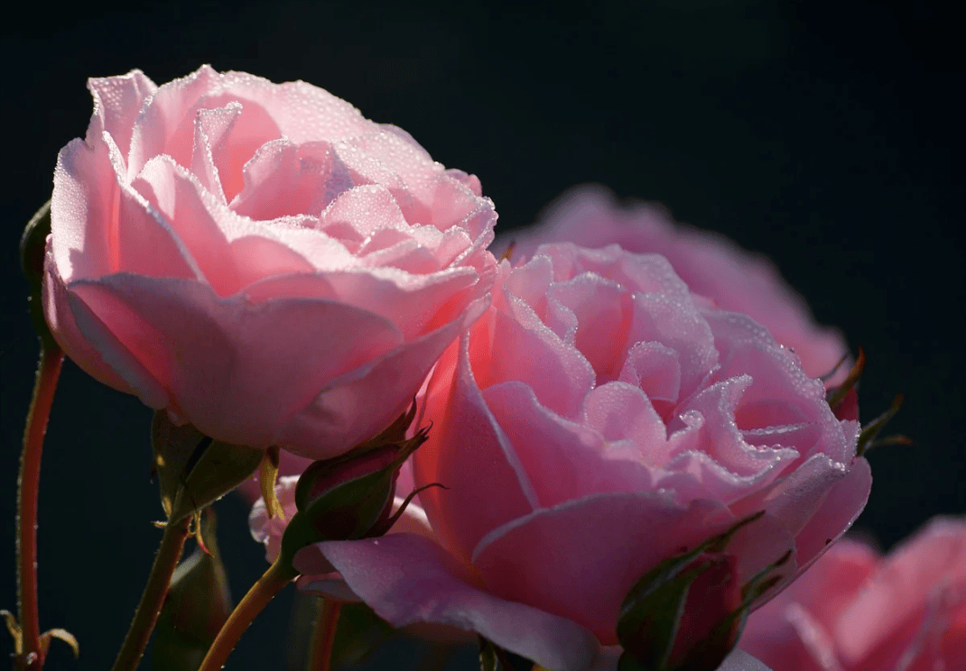 平价期权是什么意思？_搜狐网