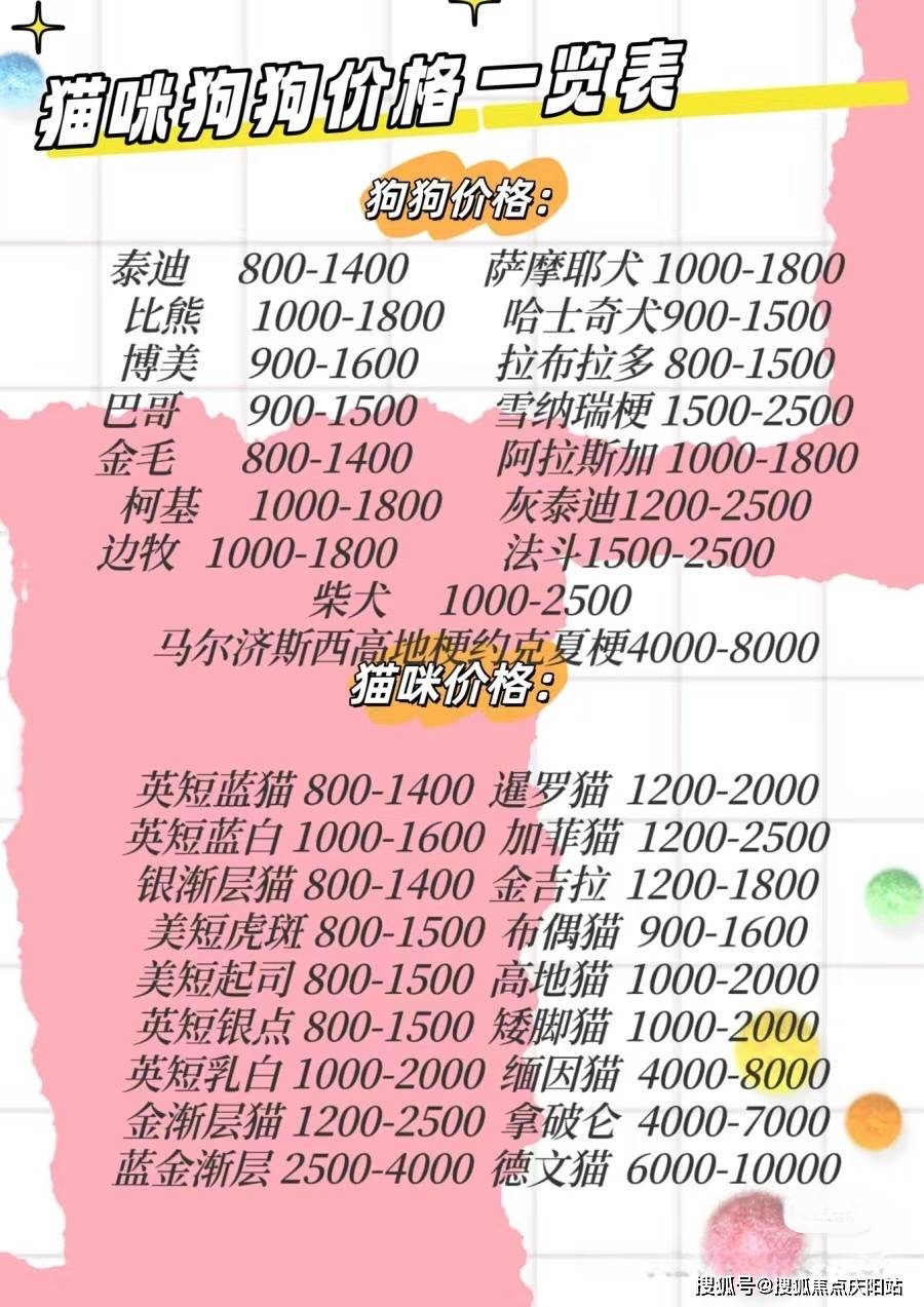 广州哪里可以买到博美犬广州买博美犬这里安全可靠可实体店挑选宠物