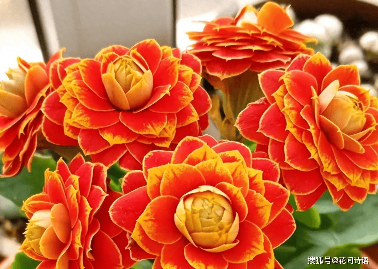 长寿花最爱的3种肥料盆里放1勺枝叶繁茂花苞满头