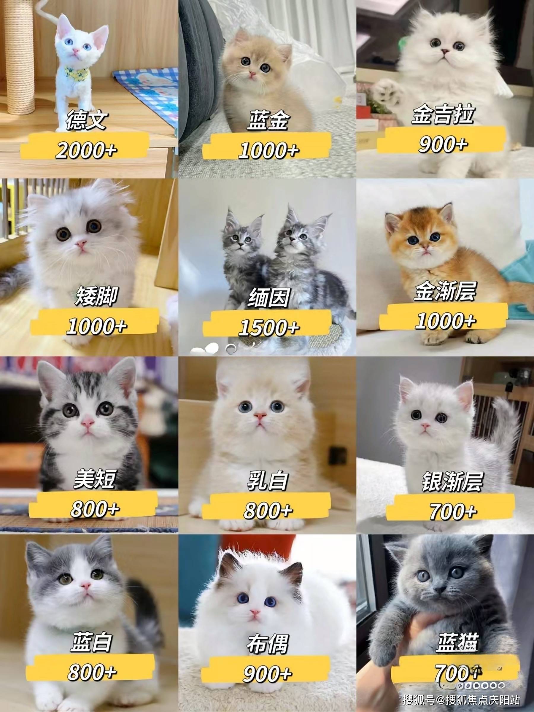 广州布偶猫多少钱一只广州买布偶猫这里安全可靠可实体店挑选宠物