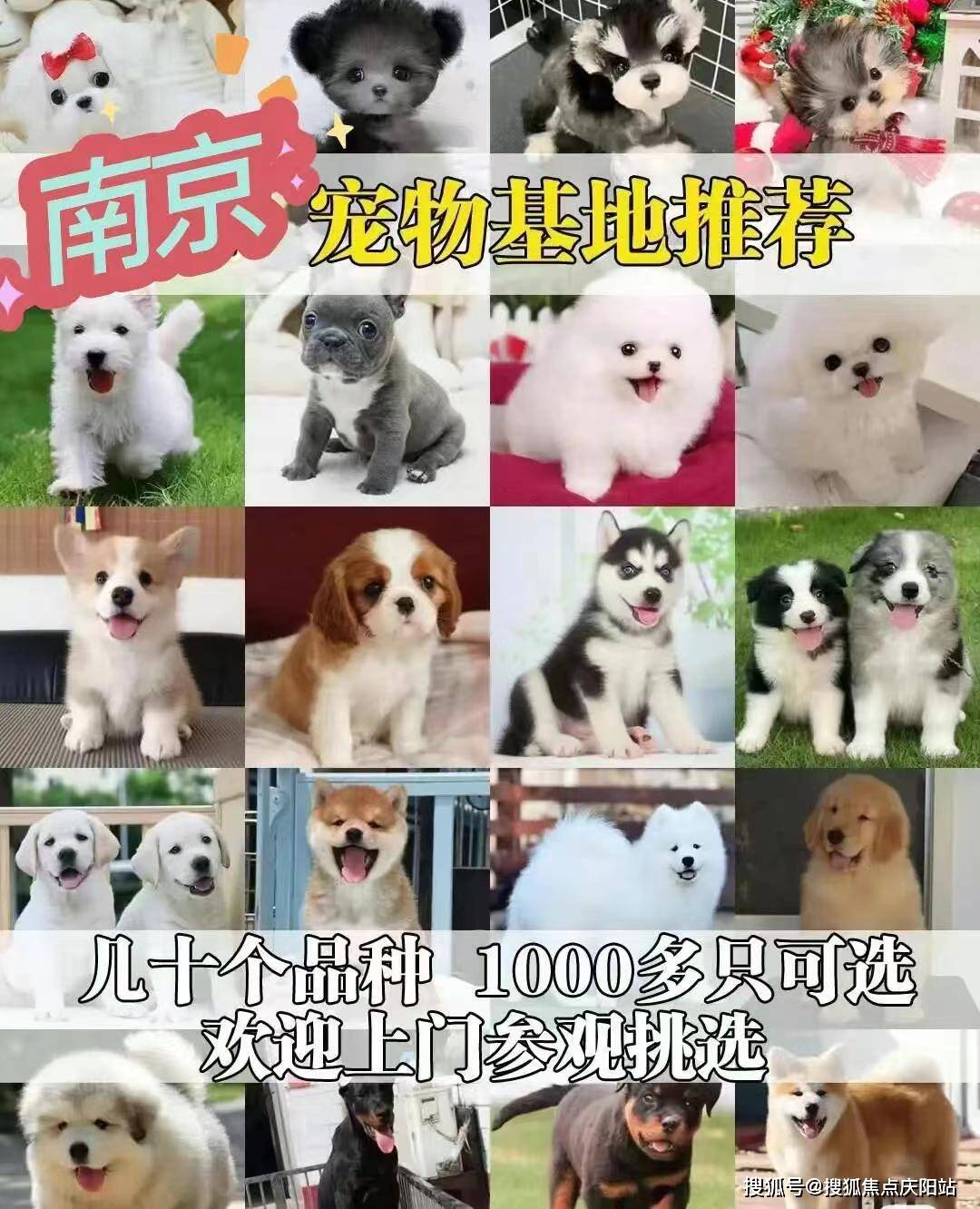 细犬多少钱一只 纯种图片