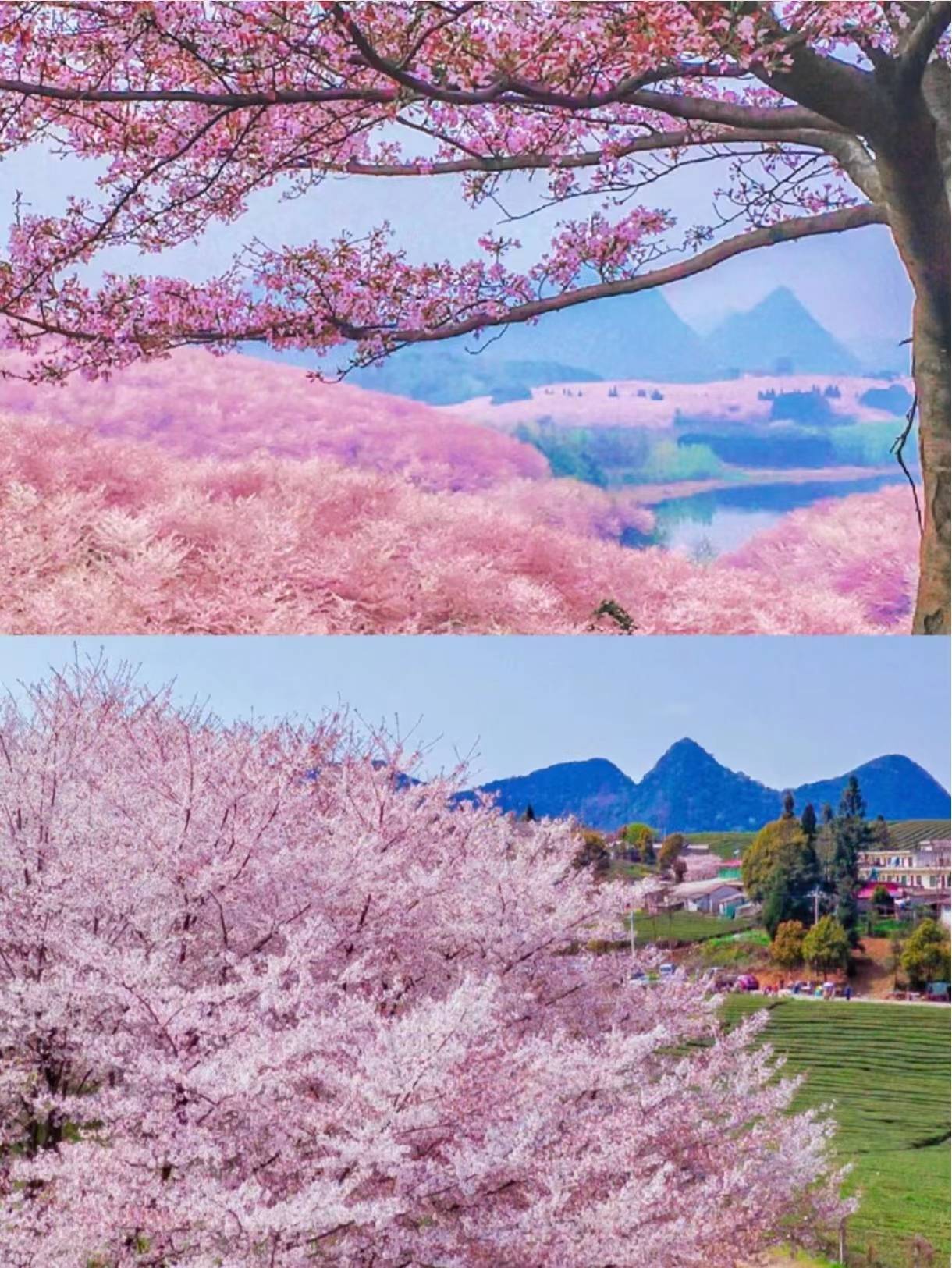 贵州平坝花海图片