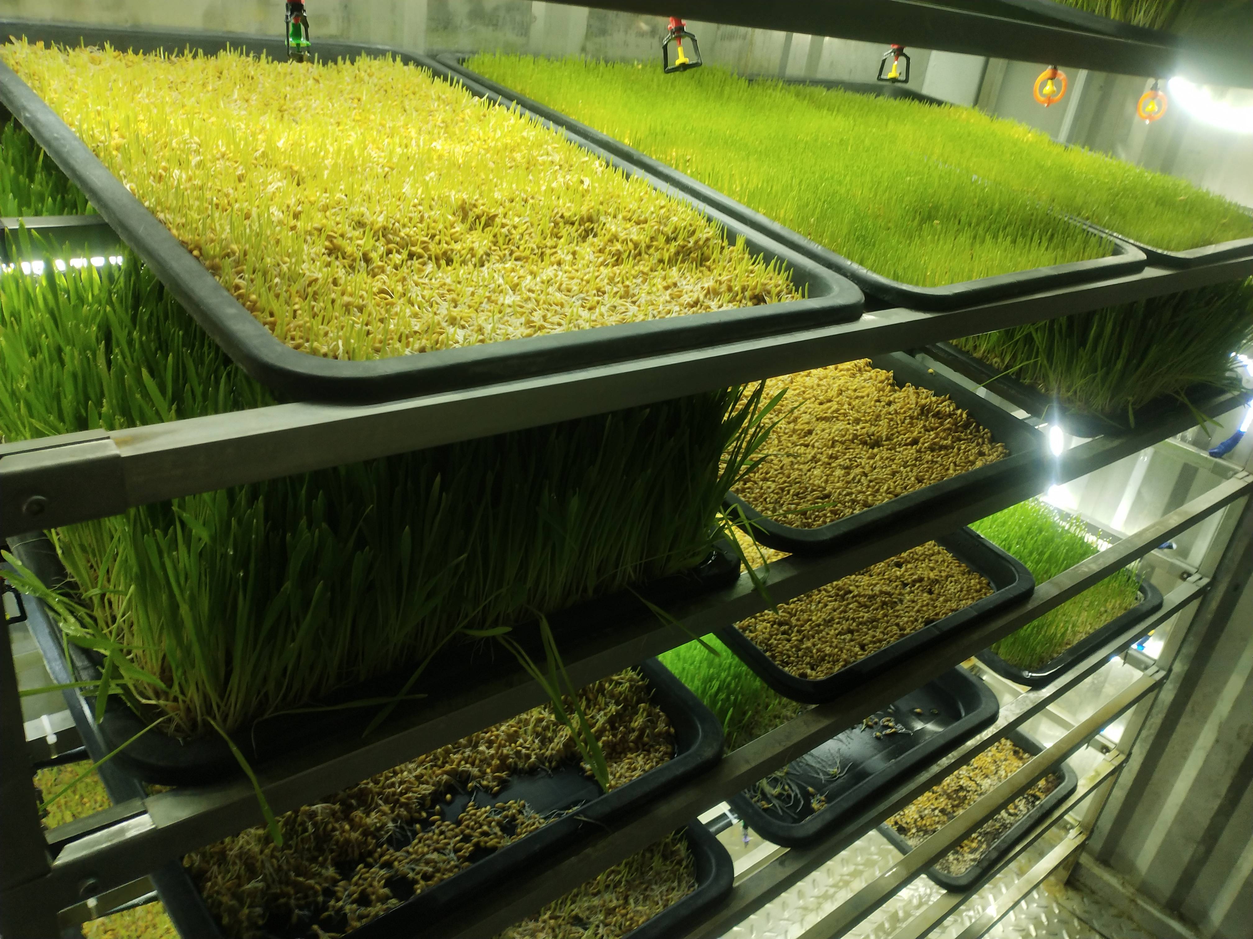 金欣一体式水培牧草集装箱设备能够做到插电即用