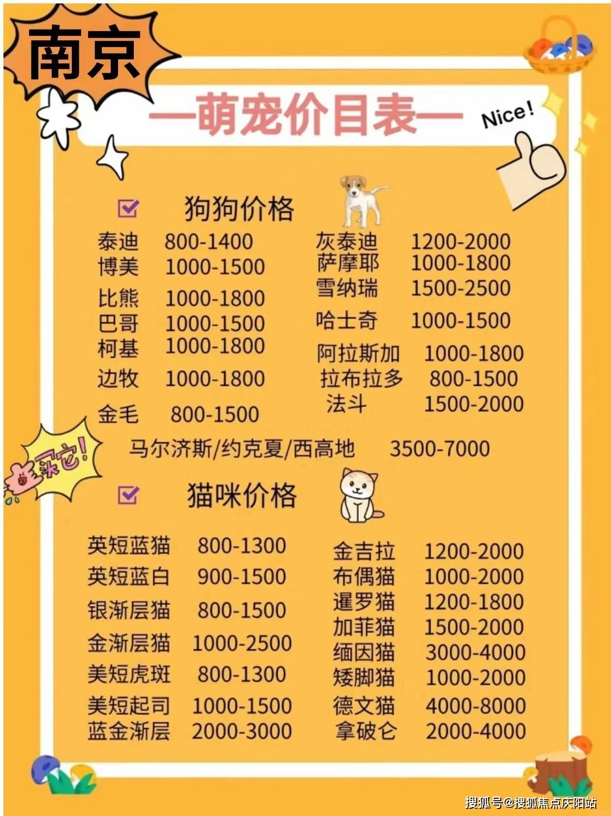 约克夏,马尔济斯,西高地,雪纳瑞,柯基,法斗,边牧,金毛,柴犬,巴哥,比格