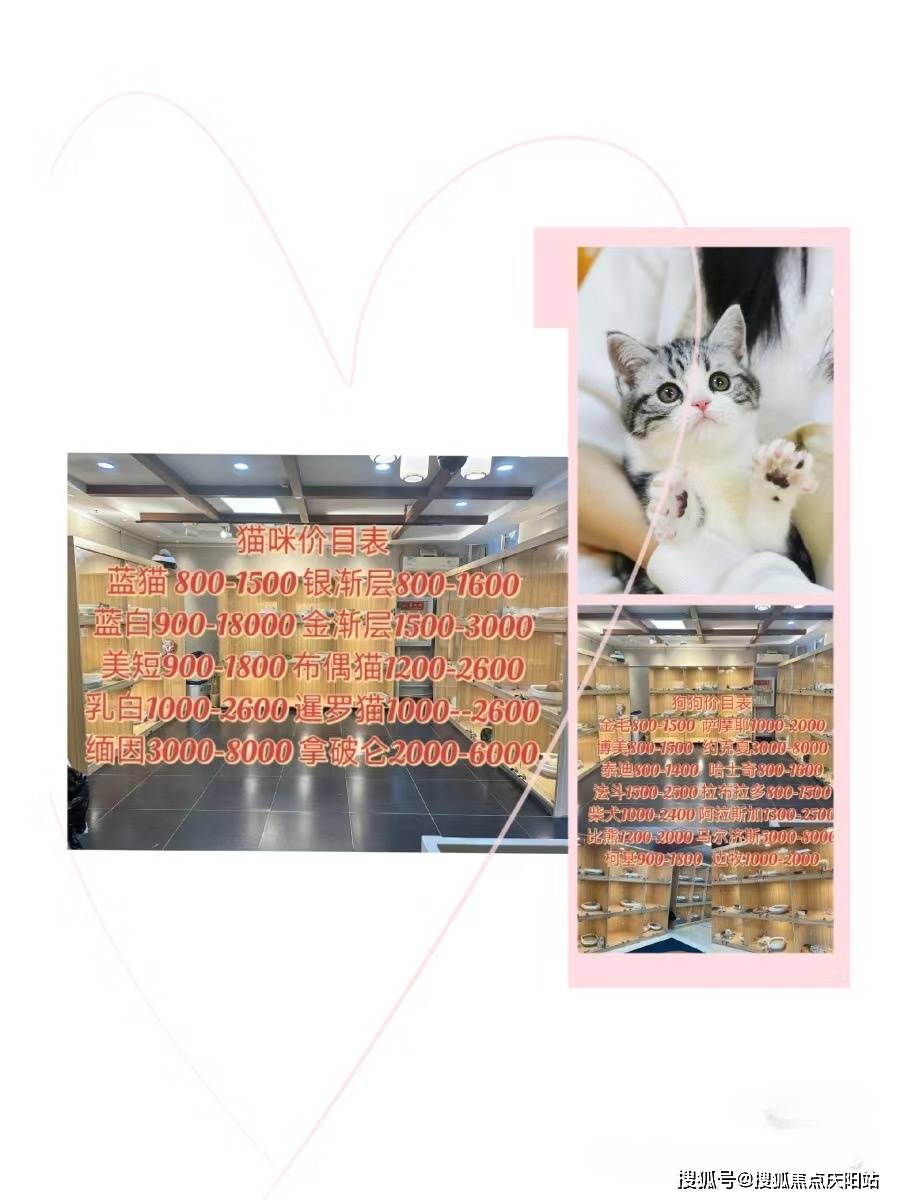 现阶段,市场上销售的宠物种类包括:小型犬类有泰迪,比熊,博美,柴犬