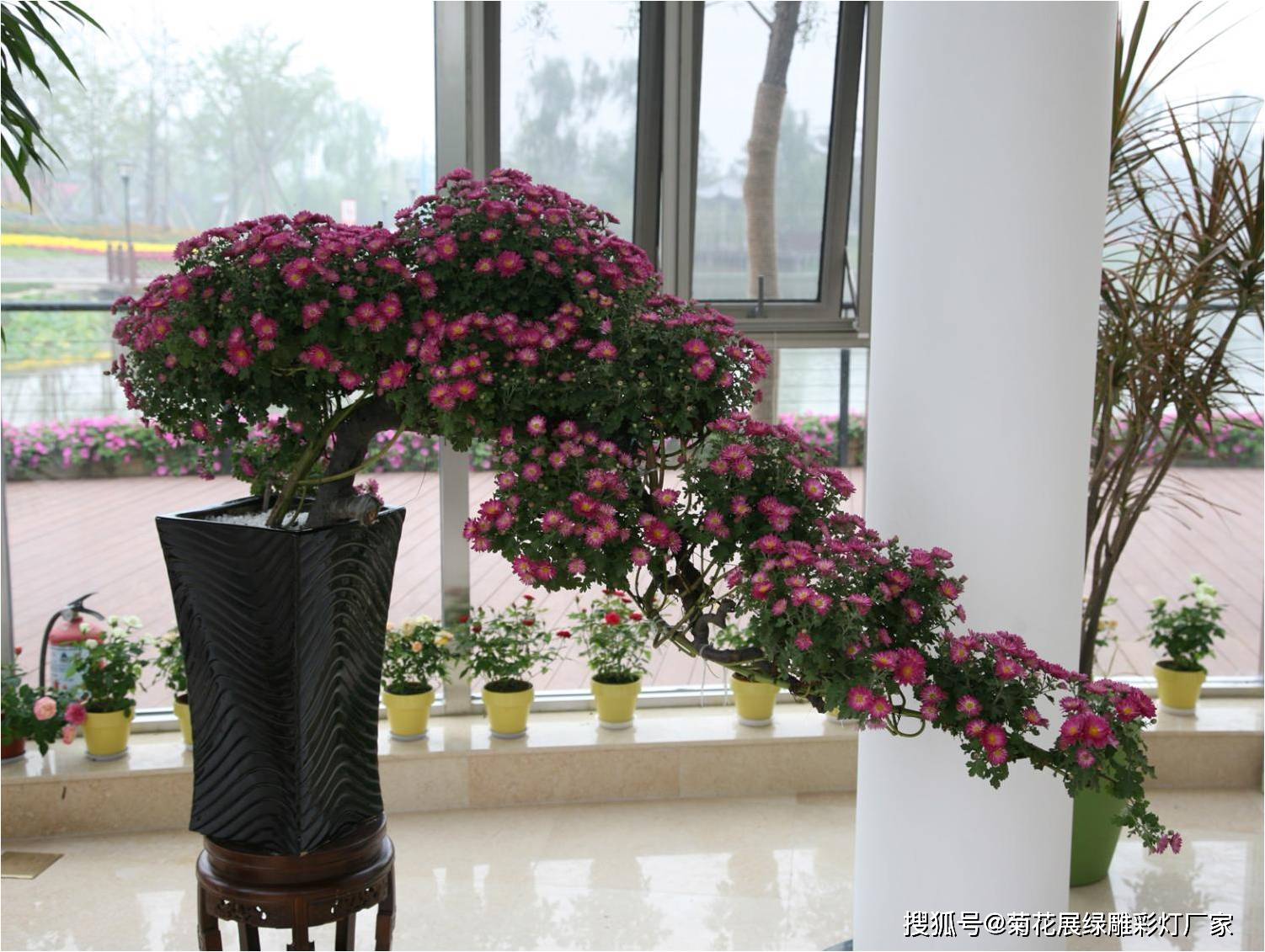 开封菊花获奖造型