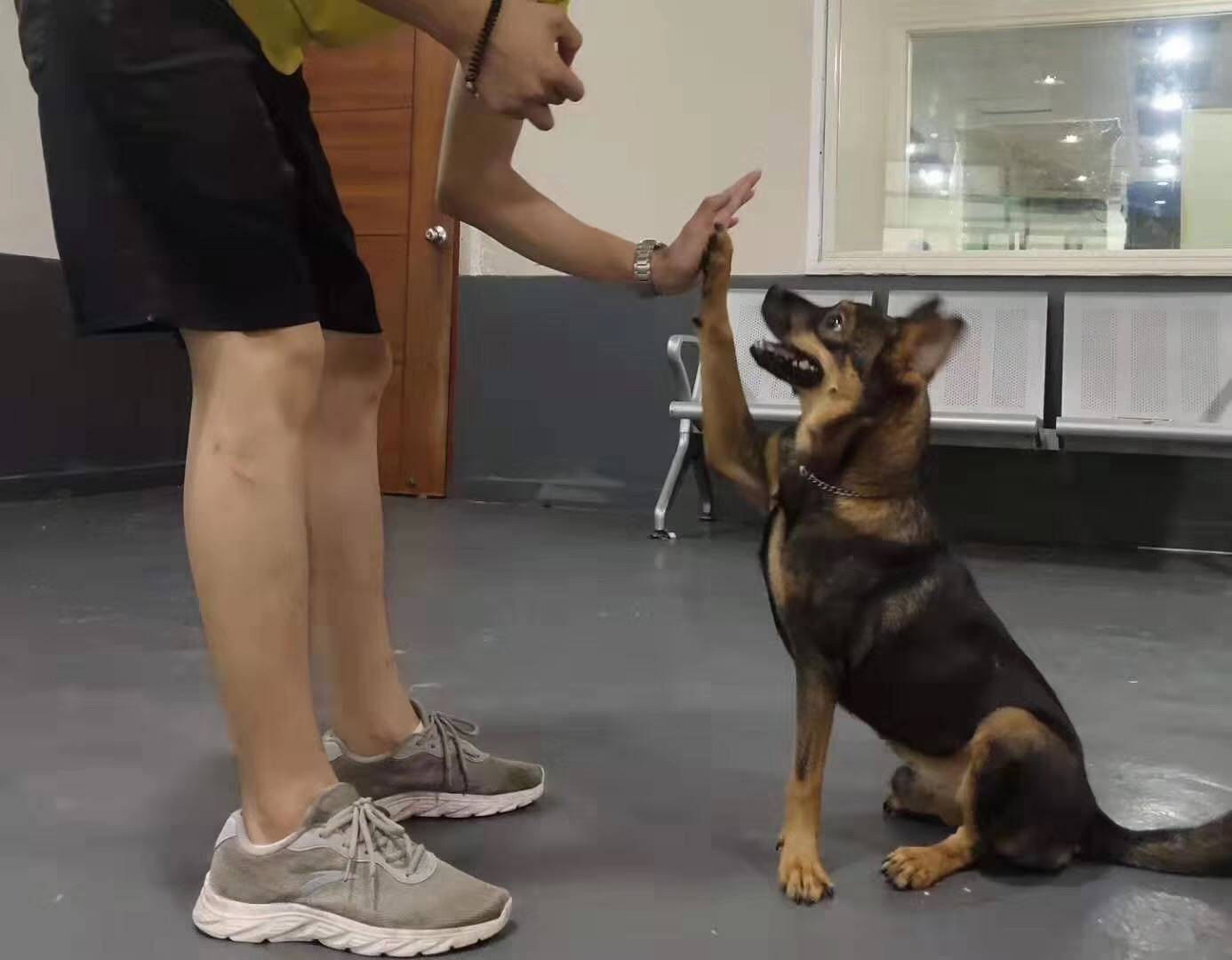 广州市番禺杜宾紧张焦虑频发看专业训犬案例如何有效干预