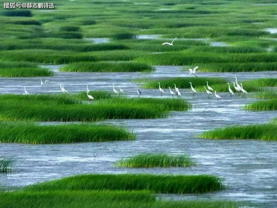 薛志鹏:七绝·万里长江横沙岛·万里长江半卷诗60首之