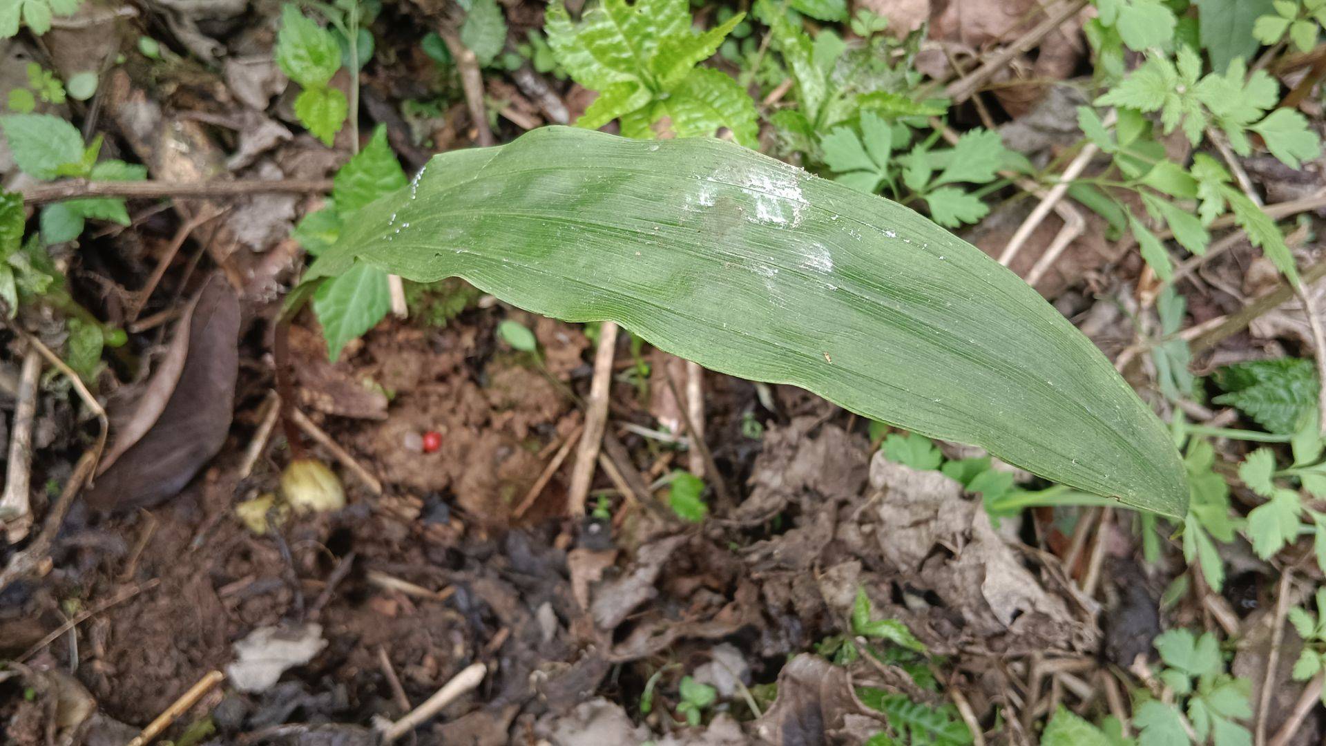 冰球子药材植物图片图片