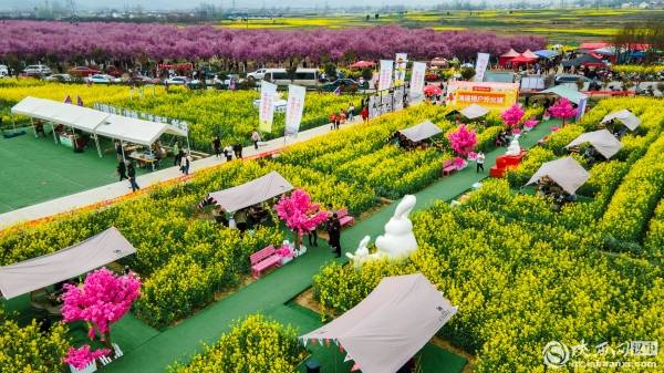 汉中勉县:油菜花海以灿烂之姿 迎接八方来客