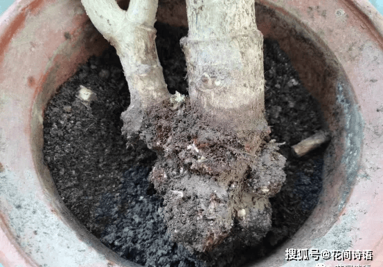 5种自制生根水,生根壮苗不烂根,简单实用又方便!_玉树_枝条_植株