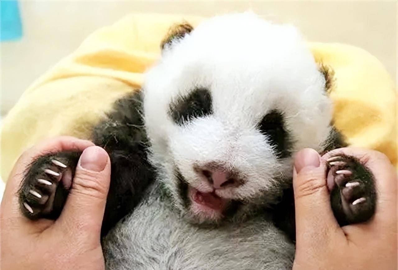 2020年俄罗斯重病男孩许愿抱抱熊猫普京竟被难住最后如何解决