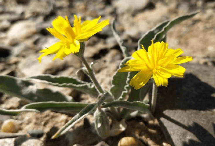 甲辰岁生日吟外四首