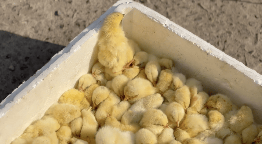 胎死腹中的油炸毛蛋幸运降生的小雏鸡这是大集随手编织的生命蒙太奇.